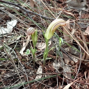 Diplodium truncatum at Cook, ACT - 7 Apr 2020