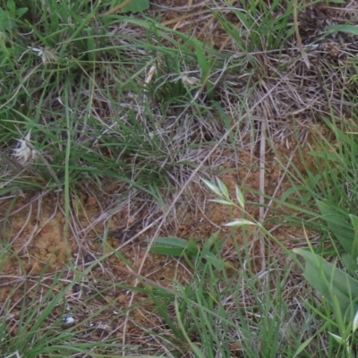 Rytidosperma carphoides (Short Wallaby Grass) at Budjan Galindji (Franklin Grassland) Reserve - 13 Mar 2020 by AndrewZelnik