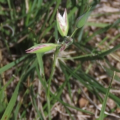 Rytidosperma carphoides at Harrison, ACT - 13 Mar 2020