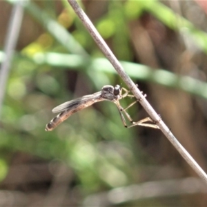 Leptogaster sp. (genus) at Cook, ACT - 7 Apr 2020