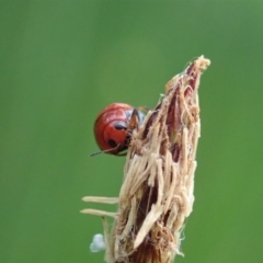 Ditropidus sp. (genus) (Leaf beetle) at Cook, ACT - 7 Apr 2020 by CathB