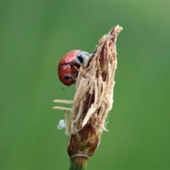 Ditropidus sp. (genus) at Cook, ACT - 7 Apr 2020 12:48 PM