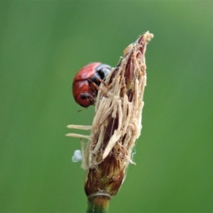 Ditropidus sp. (genus) at Cook, ACT - 7 Apr 2020 12:48 PM