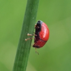 Ditropidus sp. (genus) at Cook, ACT - 7 Apr 2020