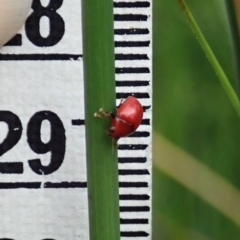 Ditropidus sp. (genus) at Cook, ACT - 7 Apr 2020