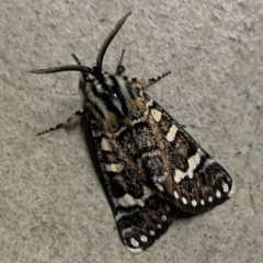 Apina callisto (Pasture Day Moth) at Reid, ACT - 17 Apr 2020 by JanetRussell