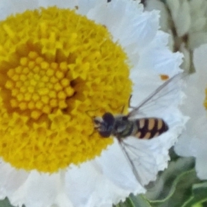 Melangyna viridiceps at Molonglo Valley, ACT - 15 Apr 2020