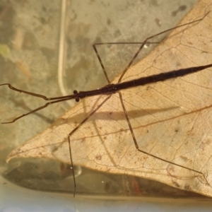 Ranatra sp. (genus) at Cook, ACT - 10 Apr 2020