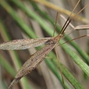 Austrolimnophila antiqua at Cook, ACT - 9 Apr 2020