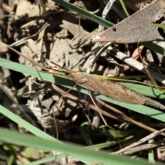 Austrolimnophila antiqua at Cook, ACT - 9 Apr 2020