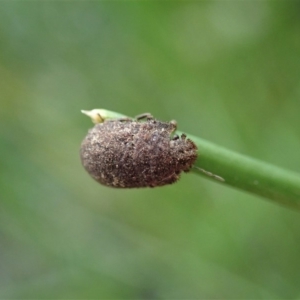 Morbora sp. (genus) at Cook, ACT - 9 Apr 2020