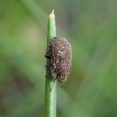 Morbora sp. (genus) at Cook, ACT - 9 Apr 2020