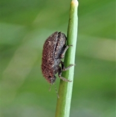 Morbora sp. (genus) at Cook, ACT - 9 Apr 2020