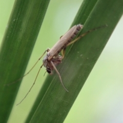 Chironomidae (family) (Non-biting Midge) at Mount Painter - 9 Apr 2020 by CathB