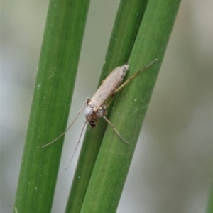 Chironomidae (family) at Cook, ACT - 9 Apr 2020