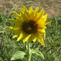 Helianthus annuus (Sunflower) at Macgregor, ACT - 18 Apr 2020 by Christine