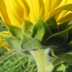 Helianthus annuus at Macgregor, ACT - 18 Apr 2020