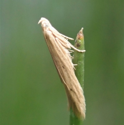 Batrachedra (genus) (The single genus of family Batrachedridae) at Mount Painter - 9 Apr 2020 by CathB