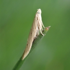 Batrachedra (genus) at Cook, ACT - 9 Apr 2020