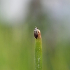 Latridiidae sp. (family) at Cook, ACT - 7 Apr 2020