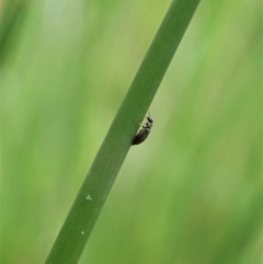 Latridiidae sp. (family) at Cook, ACT - 7 Apr 2020