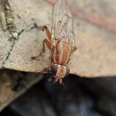 Sapromyza sp. (genus) (A lauxaniid fly) at Mount Painter - 9 Apr 2020 by CathB