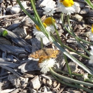 Junonia villida at Molonglo Valley, ACT - 15 Apr 2020