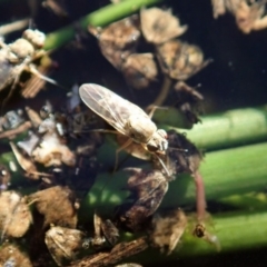 Ephydridae (family) (Shore Flies) at Cook, ACT - 9 Apr 2020 by CathB