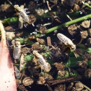 Ephydridae (family) at Cook, ACT - 9 Apr 2020 12:45 PM