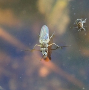 Ephydridae sp. (family) at Cook, ACT - 9 Apr 2020