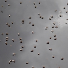 Ephydridae (family) at Cook, ACT - 9 Apr 2020 12:45 PM