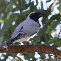 Coracina novaehollandiae (Black-faced Cuckooshrike) at Uriarra Recreation Reserve - 17 Apr 2020 by RodDeb