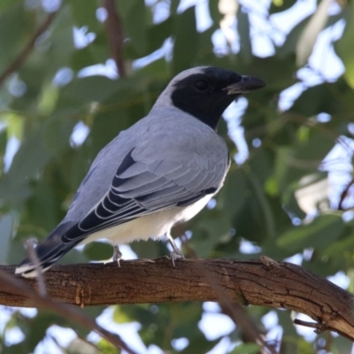 Coracina novaehollandiae (Black-faced Cuckooshrike) at Coree, ACT - 17 Apr 2020 by RodDeb