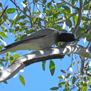 Coracina novaehollandiae at Coree, ACT - 17 Apr 2020