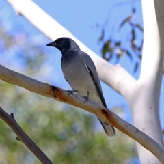 Coracina novaehollandiae at Coree, ACT - 17 Apr 2020 12:17 PM