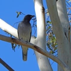 Coracina novaehollandiae at Coree, ACT - 17 Apr 2020 12:17 PM