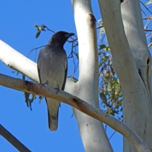 Coracina novaehollandiae at Coree, ACT - 17 Apr 2020 12:17 PM