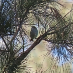 Acanthiza pusilla (Brown Thornbill) at Uriarra Recreation Reserve - 17 Apr 2020 by RodDeb