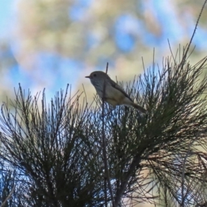 Acanthiza pusilla at Stromlo, ACT - 17 Apr 2020