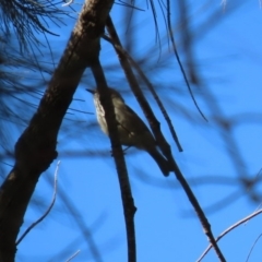 Acanthiza pusilla at Stromlo, ACT - 17 Apr 2020