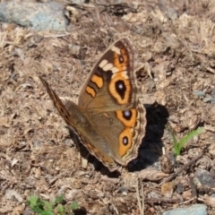 Junonia villida (Meadow Argus) at Coree, ACT - 17 Apr 2020 by RodDeb