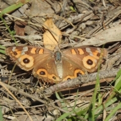 Junonia villida at Coree, ACT - 17 Apr 2020