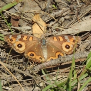 Junonia villida at Coree, ACT - 17 Apr 2020