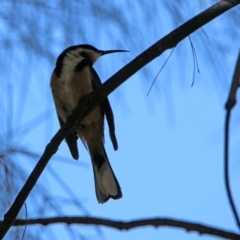 Acanthorhynchus tenuirostris (Eastern Spinebill) at Uriarra Recreation Reserve - 17 Apr 2020 by RodDeb