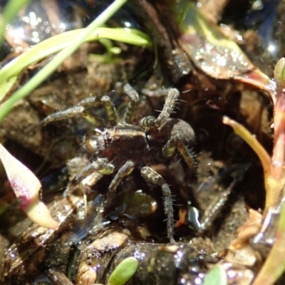 Pisauridae (family) (Water spider) at Mount Painter - 12 Apr 2020 by CathB