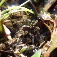 Pisauridae sp. (family) at Cook, ACT - 12 Apr 2020