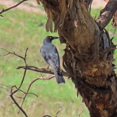 Strepera versicolor (Grey Currawong) at Stromlo, ACT - 17 Apr 2020 by RodDeb