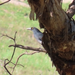 Strepera versicolor at Stromlo, ACT - 17 Apr 2020