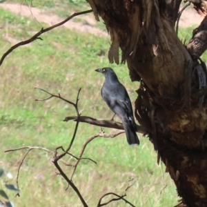 Strepera versicolor at Stromlo, ACT - 17 Apr 2020