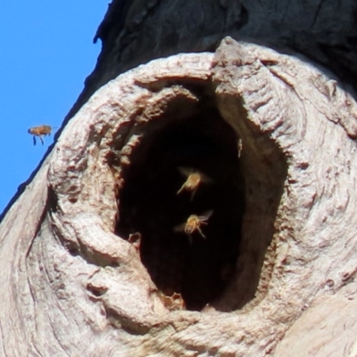 Apis mellifera (European honey bee) at Uriarra Recreation Reserve - 17 Apr 2020 by RodDeb